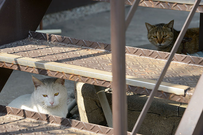 太田区のねこ