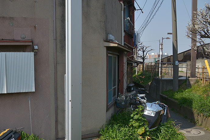 太田区のねこ