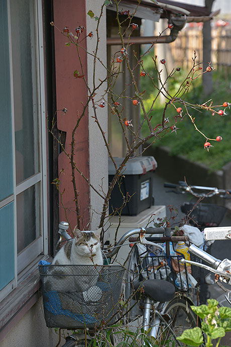 太田区のねこ