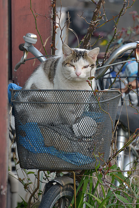 太田区のねこ