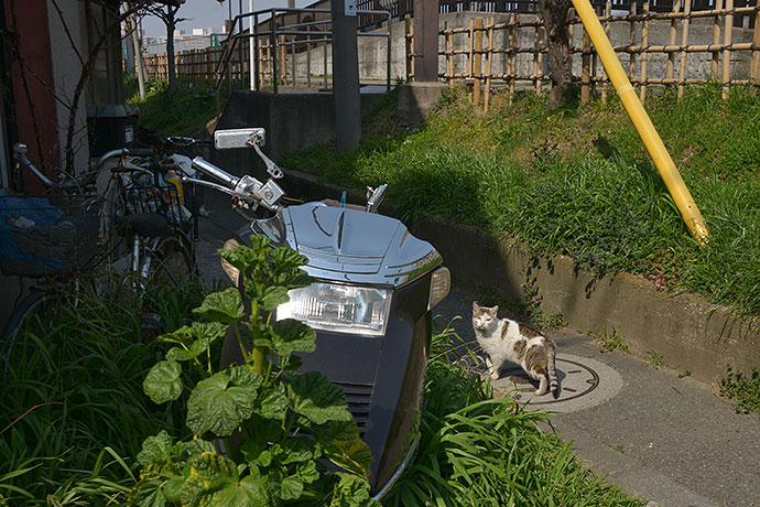 太田区のねこ