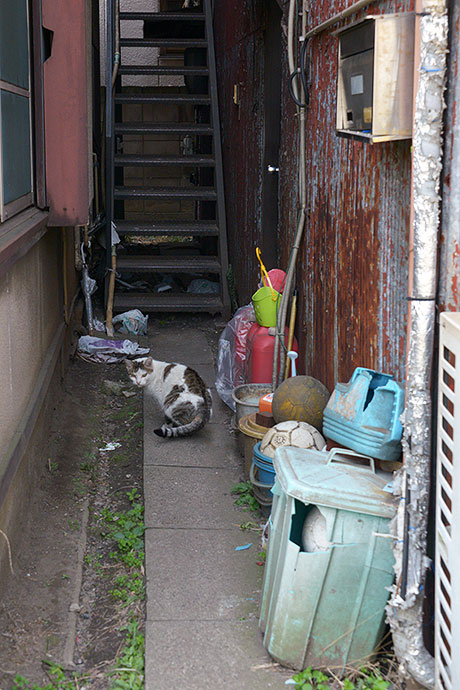 太田区のねこ