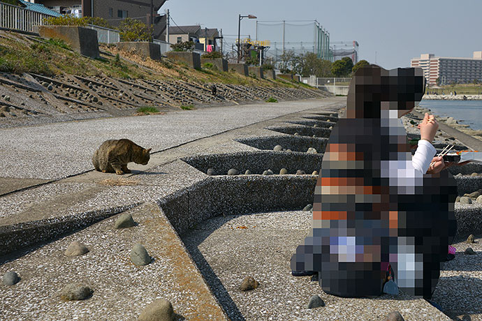 太田区のねこ