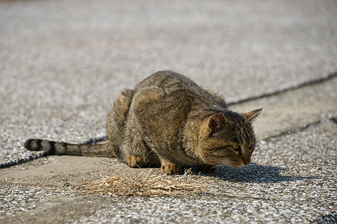 太田区のねこ