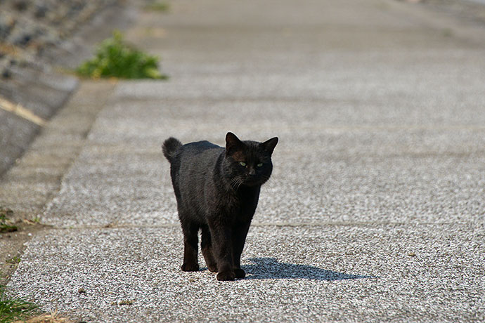 太田区のねこ