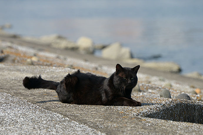 太田区のねこ