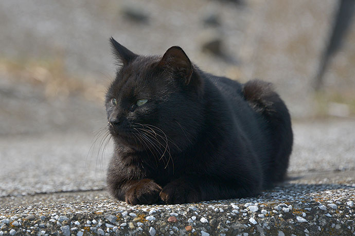 太田区のねこ
