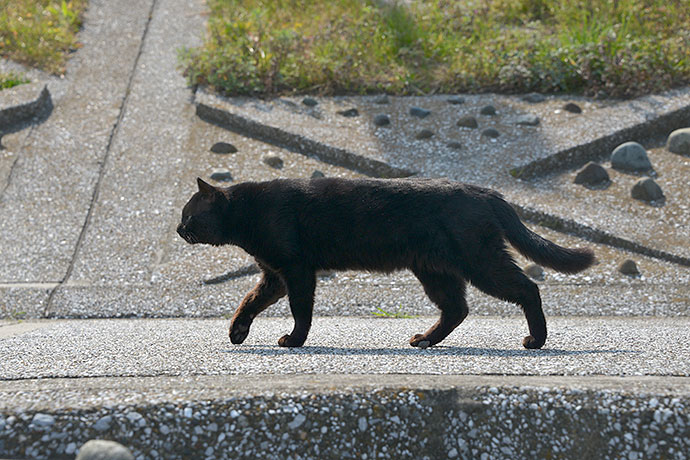 太田区のねこ