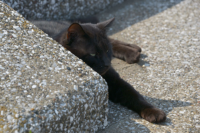 太田区のねこ