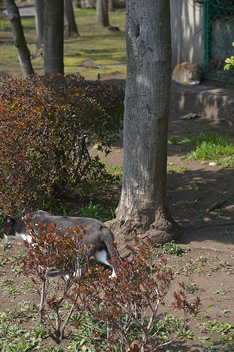 太田区のねこ