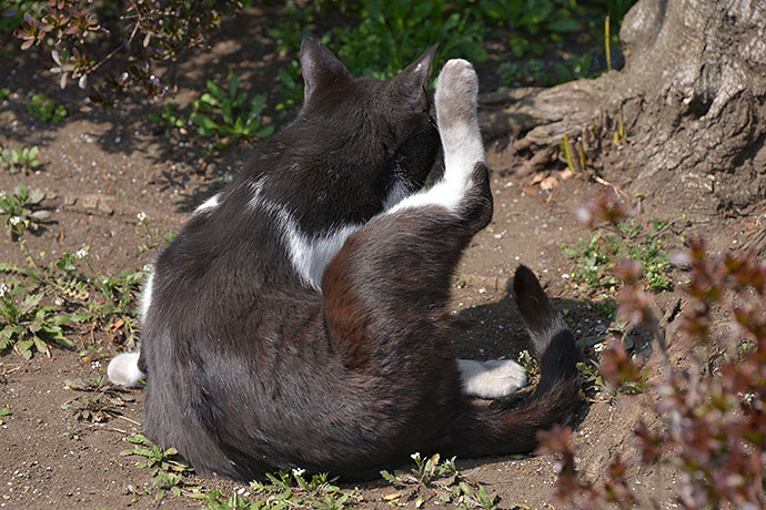 太田区のねこ
