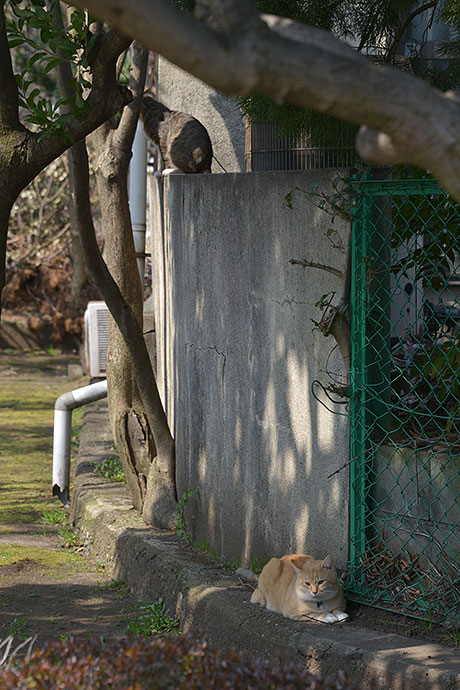 太田区のねこ