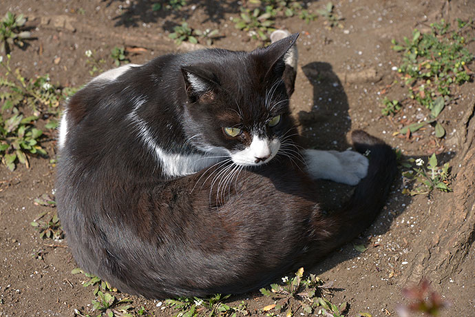 太田区のねこ