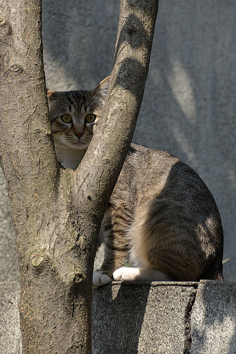 太田区のねこ