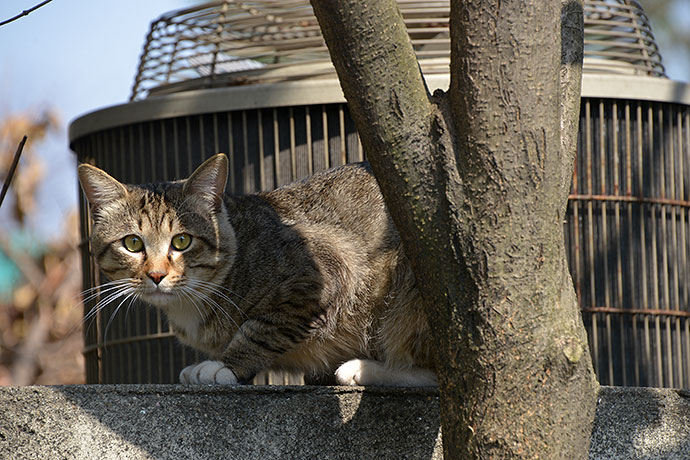 太田区のねこ