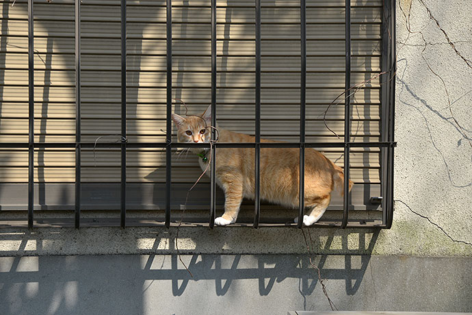 太田区のねこ