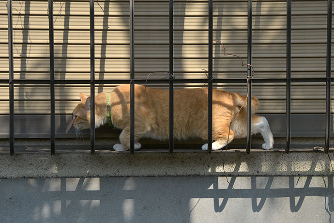 太田区のねこ