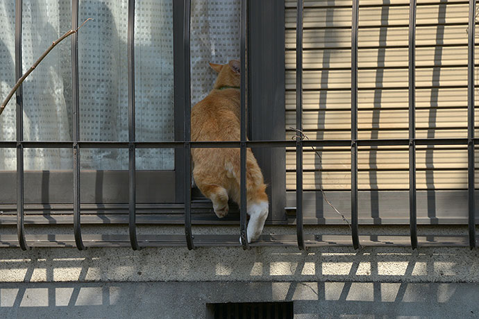 太田区のねこ