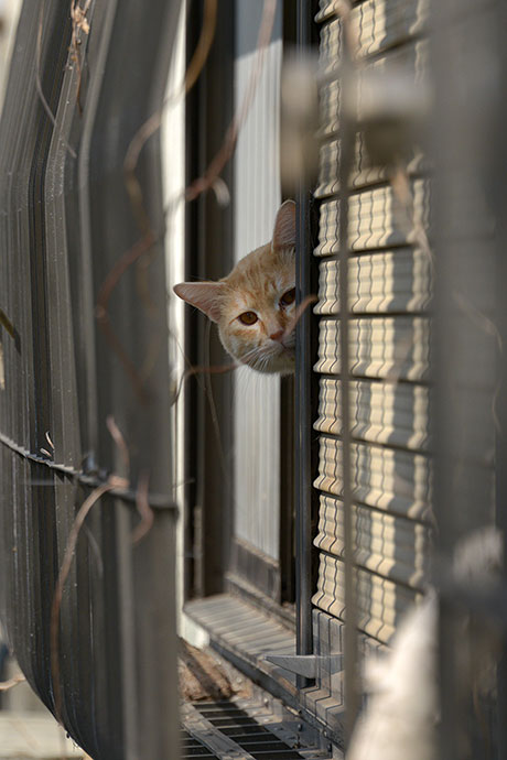 太田区のねこ
