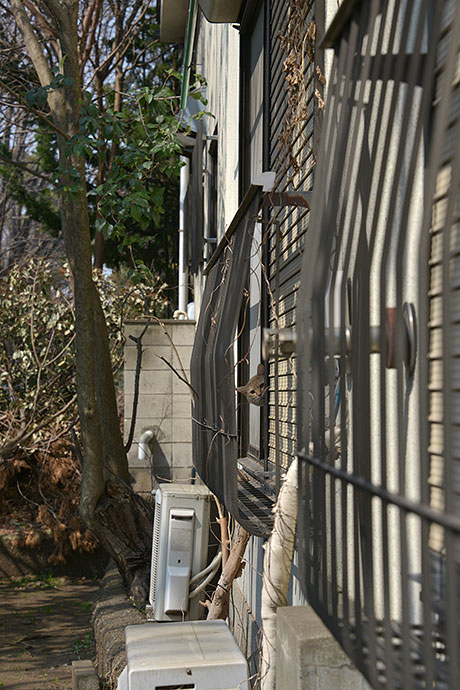 太田区のねこ