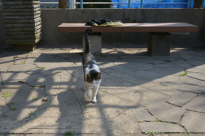 太田区のねこ