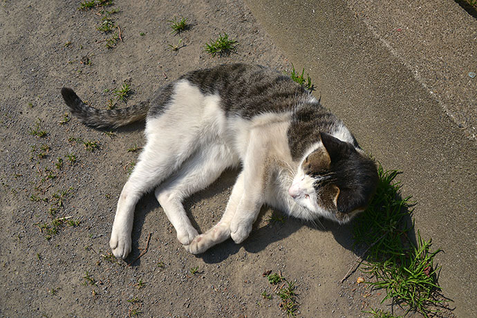 太田区のねこ