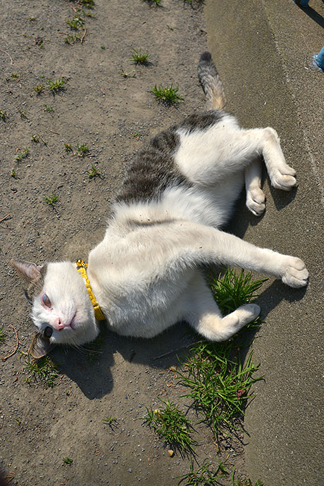 太田区のねこ