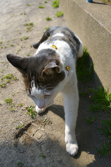 太田区のねこ