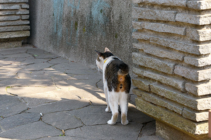 太田区のねこ