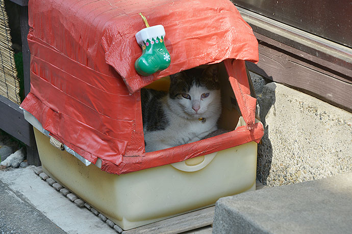 太田区のねこ