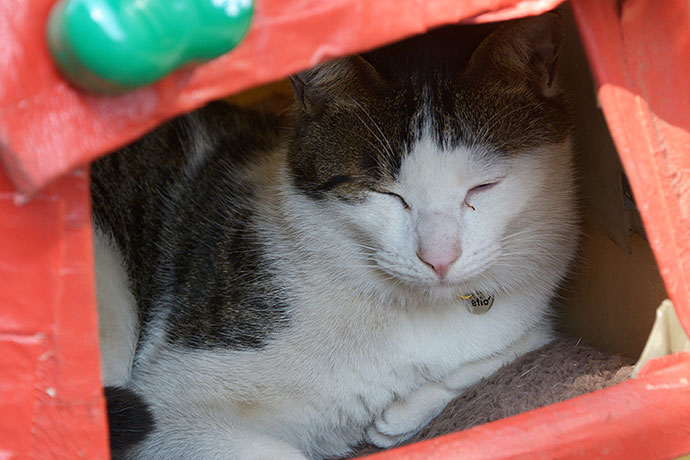太田区のねこ