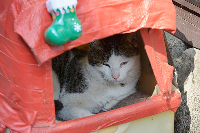 太田区のねこ
