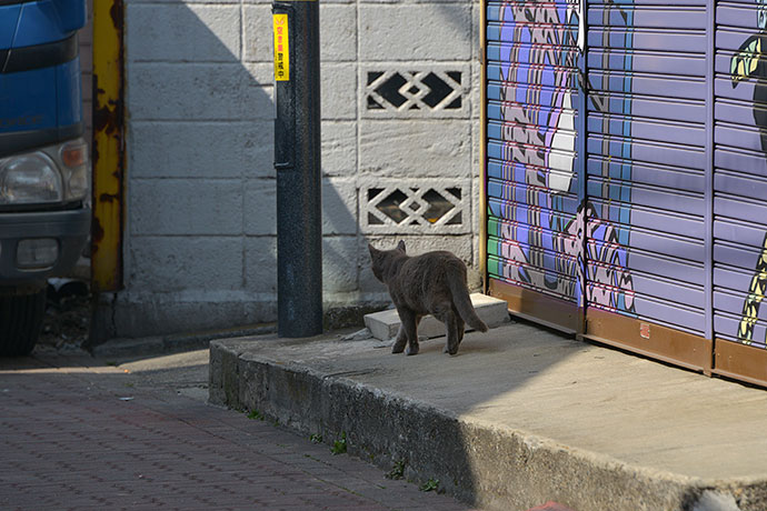 太田区のねこ