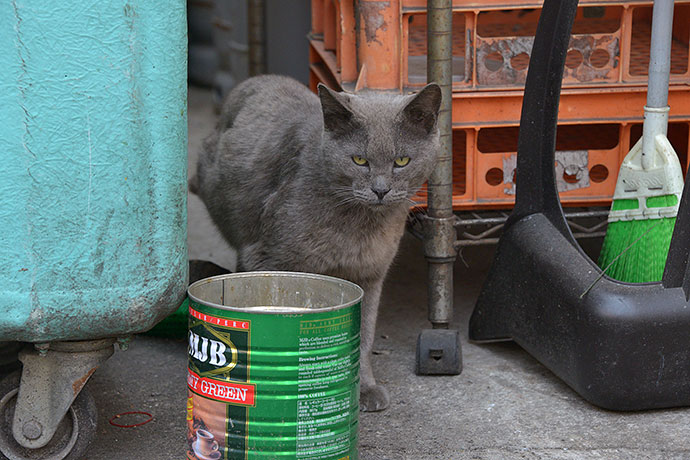 太田区のねこ