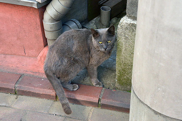 太田区のねこ