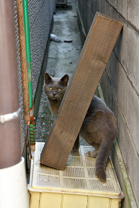 太田区のねこ
