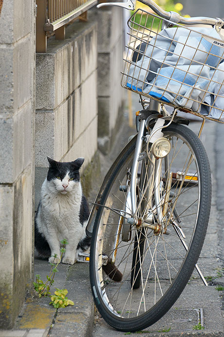 太田区のねこ