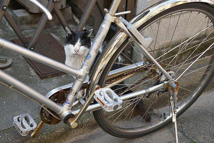 太田区のねこ