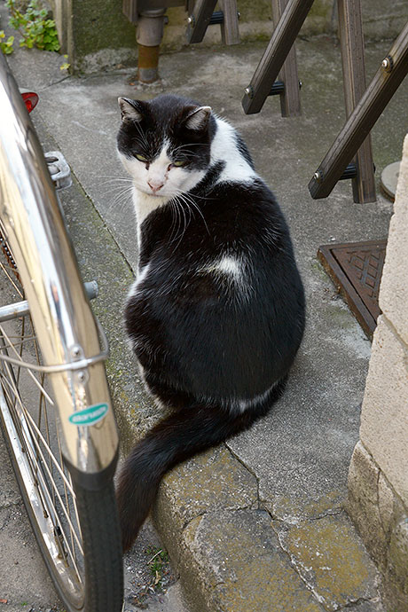 太田区のねこ