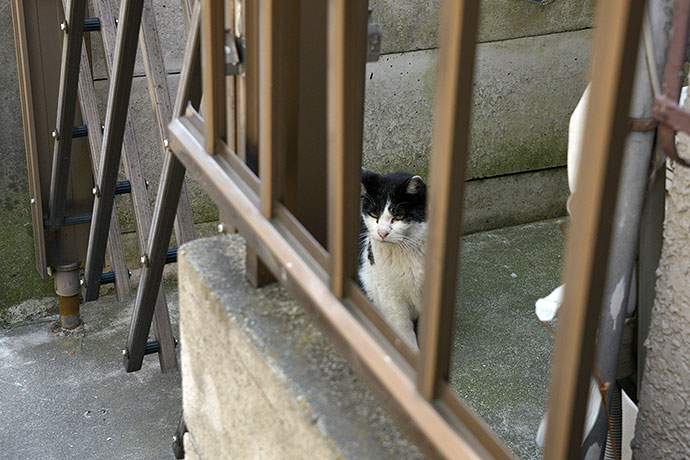 太田区のねこ