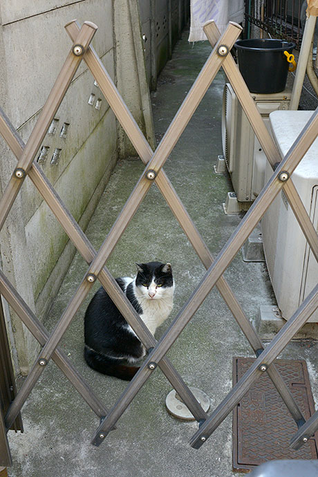 太田区のねこ