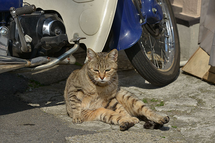 太田区のねこ