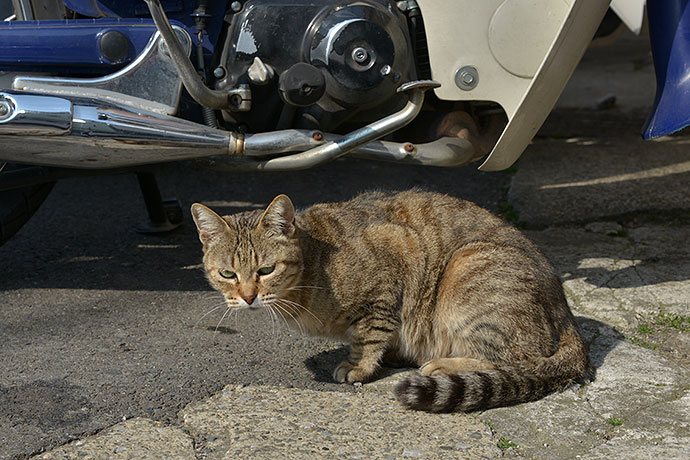 太田区のねこ
