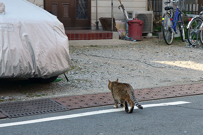 太田区のねこ