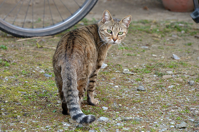 太田区のねこ