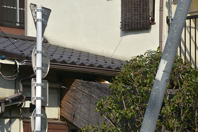 太田区のねこ