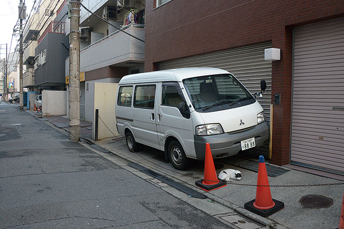 太田区のねこ