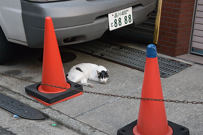 太田区のねこ
