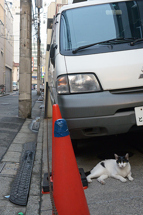 太田区のねこ