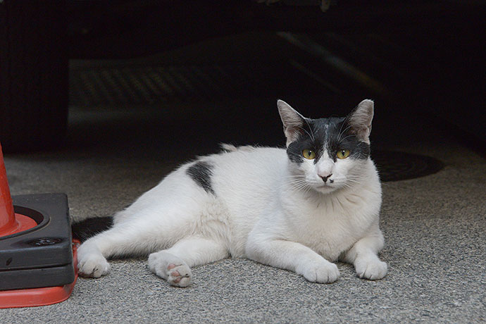 太田区のねこ